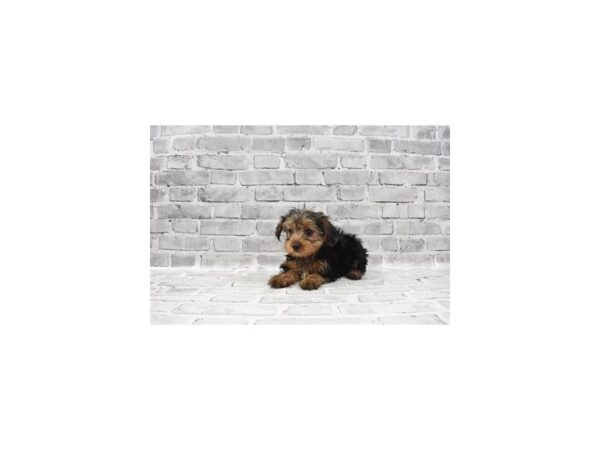 Yorkshire Terrier - Available 6/3-DOG-Male-Black and Tan-280-PetCenter Old Bridge, New Jersey
