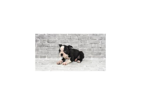 Boston Terrier - Available 6/3-DOG-Male-Black Brindle and White-281-PetCenter Old Bridge, New Jersey
