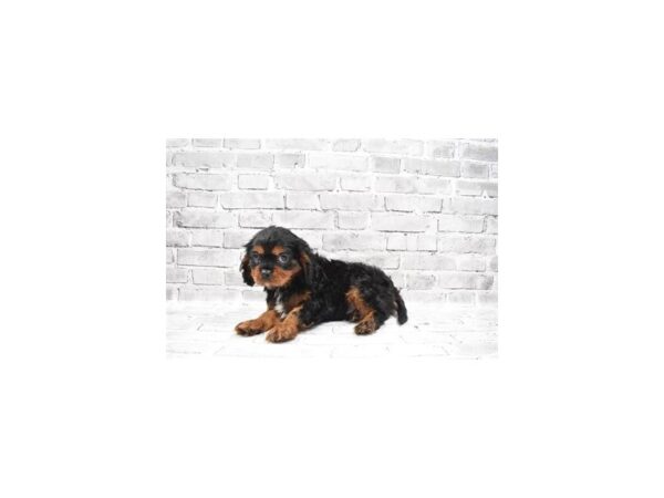 Cavalier King Charles Spaniel - Available 6/3-DOG-Male-Black and Tan-282-PetCenter Old Bridge, New Jersey