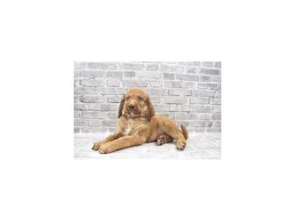 Chesadoodle - Available 6/3-DOG-Male-Dead Grass-284-PetCenter Old Bridge, New Jersey