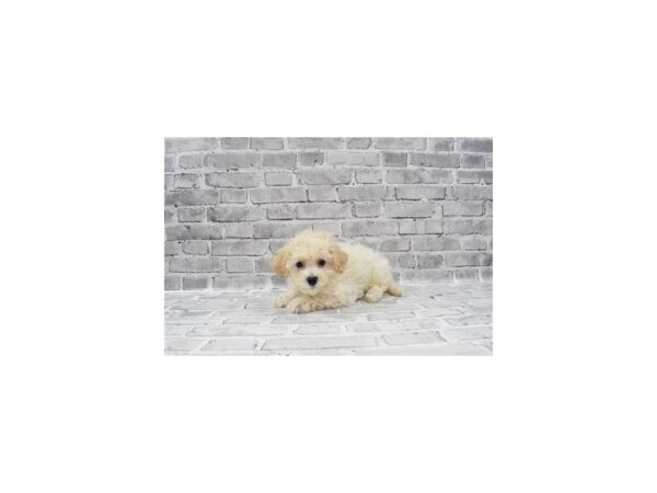 Bichon Poo - Available 6/3-DOG-Male-Cream-285-PetCenter Old Bridge, New Jersey