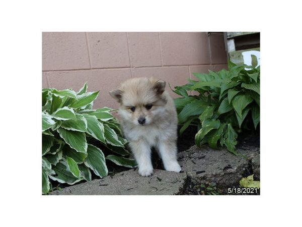 Pomsky - Available 6/10-DOG-Female-Red Merle-286-PetCenter Old Bridge, New Jersey