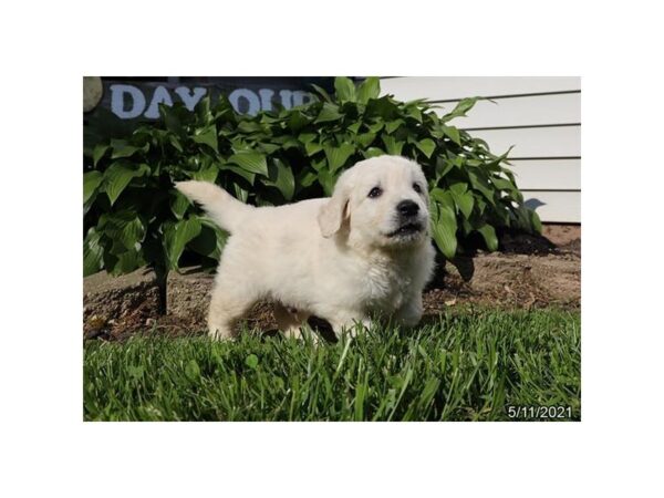 Golden Retriever - Available 6/10-DOG-Male-Cream-287-PetCenter Old Bridge, New Jersey