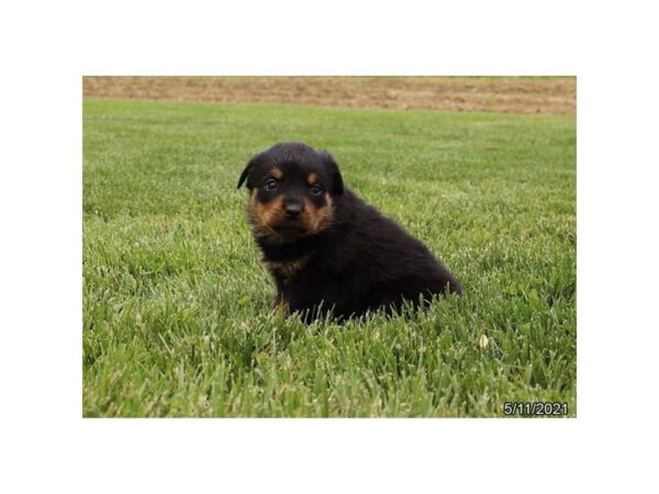 Rottweiler - Available 6/10-DOG-Female-Black / Tan-288-PetCenter Old Bridge, New Jersey