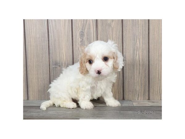 Cavachon - Available 6/10-DOG-Male-White-289-PetCenter Old Bridge, New Jersey