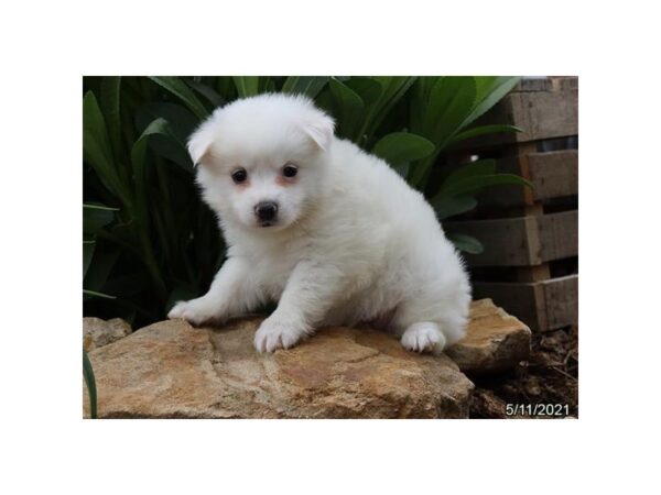 American Eskimo - Available 6/10-DOG-Female-White-290-PetCenter Old Bridge, New Jersey