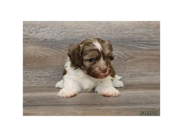 Havanese - Available 6/10-DOG-Male-Sable / White-291-PetCenter Old Bridge, New Jersey