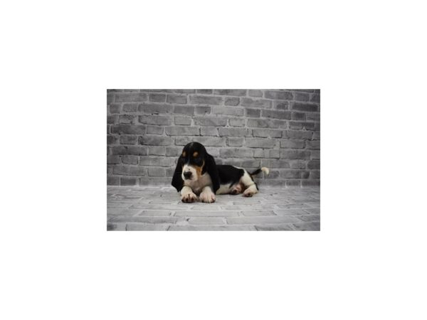 Basset Hound - Available 6/10-DOG-Female-Black Brown and White-293-PetCenter Old Bridge, New Jersey