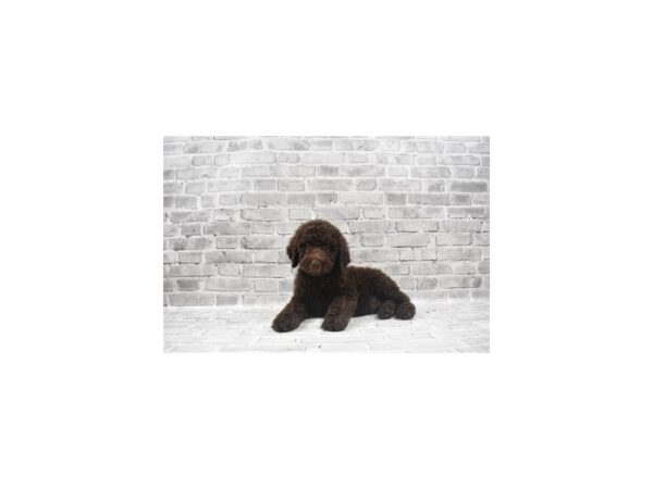 Standard Poodle - Available 6/10-DOG-Male-Brown-294-PetCenter Old Bridge, New Jersey
