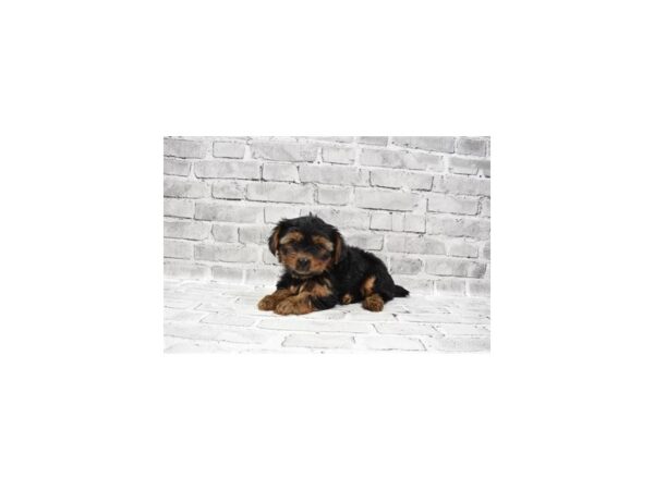 Yorkshire Terrier - Available 6/10-DOG-Male-Black and Tan-295-PetCenter Old Bridge, New Jersey