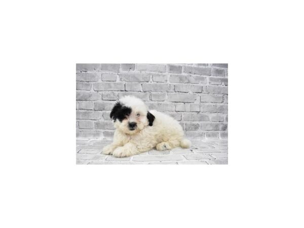 Teddy Bear - Available 6/10-DOG-Male-Black and White-296-PetCenter Old Bridge, New Jersey