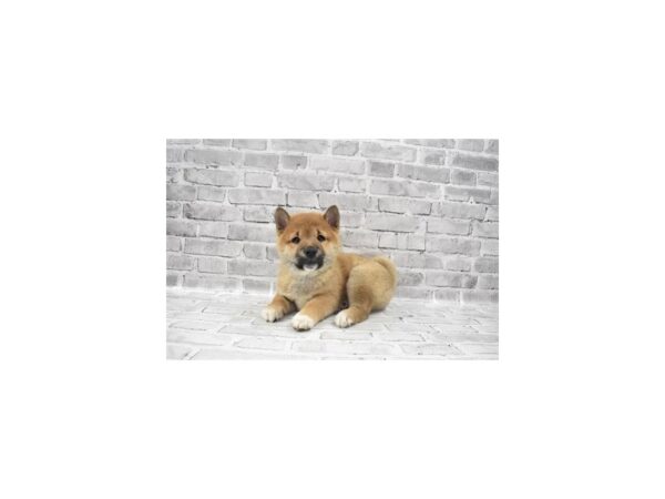 Shiba Inu - Available 6/10-DOG-Male-Red Sesame-297-PetCenter Old Bridge, New Jersey