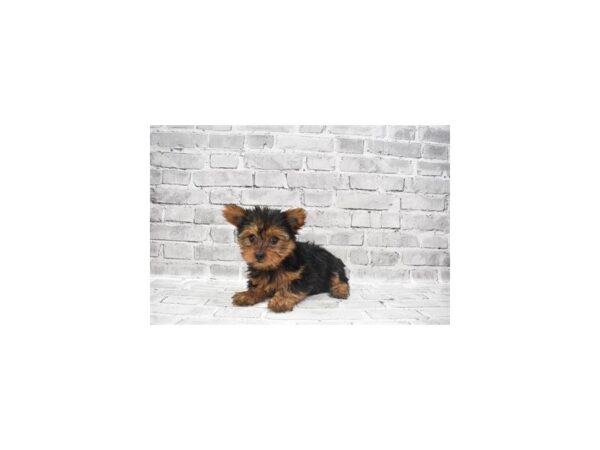 Yorkshire Terrier - Available 6/10-DOG-Female-Black and Gold-298-PetCenter Old Bridge, New Jersey