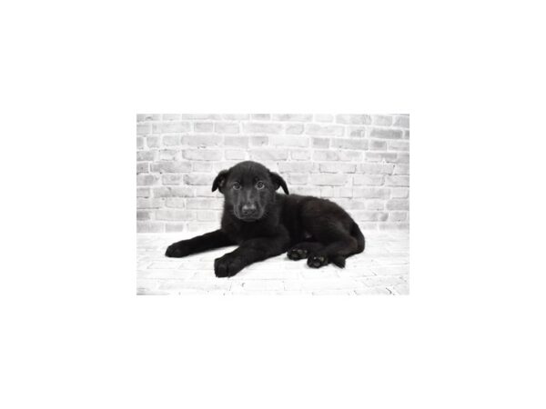 German Shepherd - ADOPTED-DOG-Female-Black-299-PetCenter Old Bridge, New Jersey