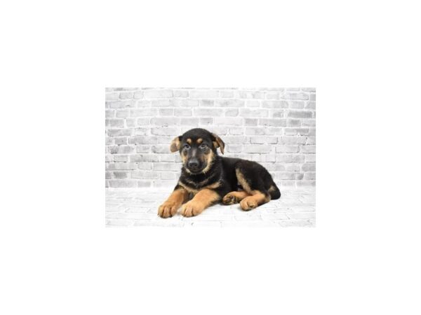 German Shepherd - Available 6/10-DOG-Male-Black and Tan-300-PetCenter Old Bridge, New Jersey