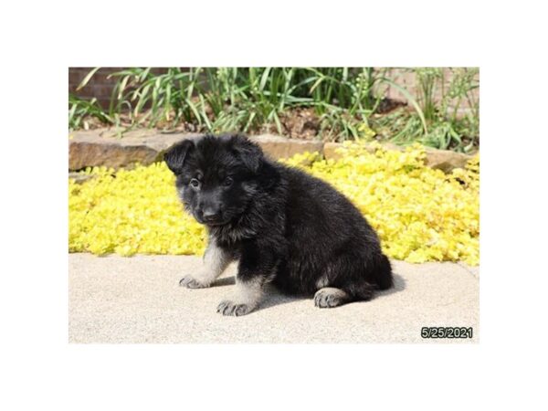 German Shepherd- Available 6/17-DOG-Female-Black / Tan-301-PetCenter Old Bridge, New Jersey
