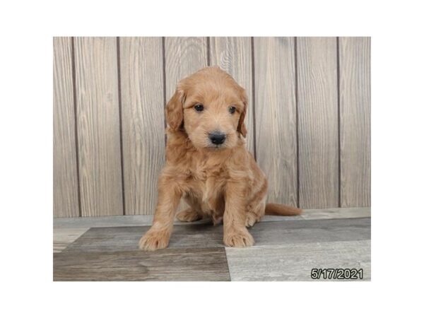 Mini Goldendoodle- Available 6/17-DOG-Male-Golden-302-PetCenter Old Bridge, New Jersey