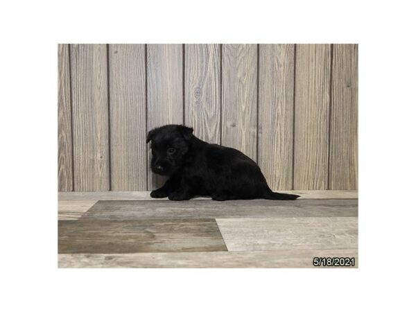 Scottish Terrier- Available 6/17-DOG-Female-Black-303-PetCenter Old Bridge, New Jersey