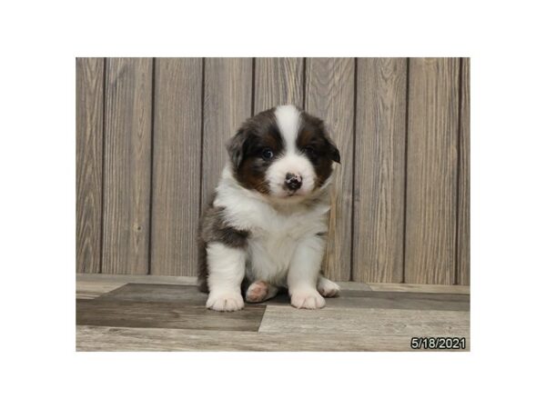 Miniature American Shepherd- Available 6/17-DOG-Male-Blue Merle-304-PetCenter Old Bridge, New Jersey