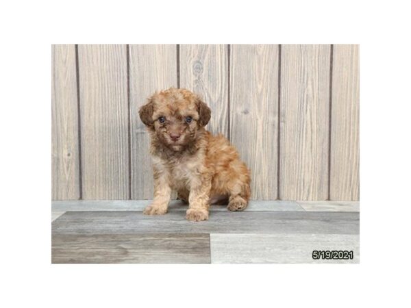 Poodle- Available 6/17-DOG-Male-Fawn-305-PetCenter Old Bridge, New Jersey
