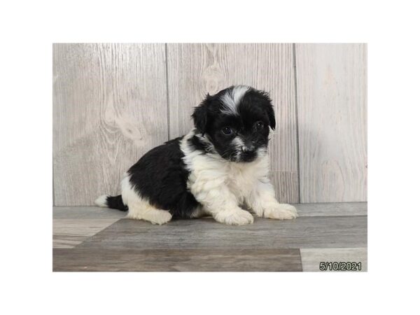 Havanese- Available 6/17-DOG-Male-Black-306-PetCenter Old Bridge, New Jersey