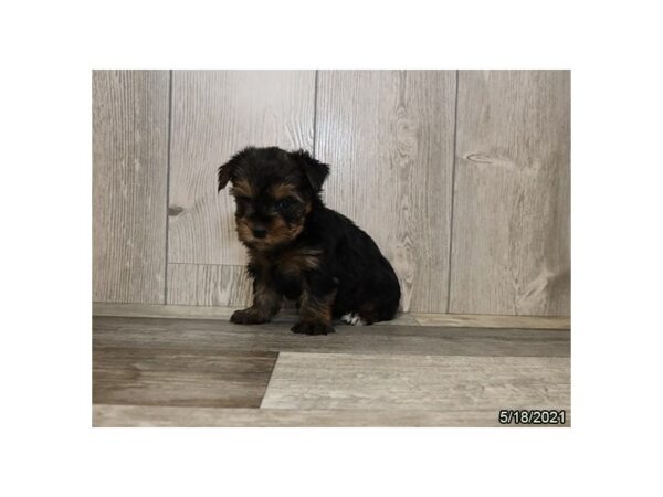 Yorkshire Terrier- Available 6/17-DOG-Female-Black / Tan-307-PetCenter Old Bridge, New Jersey