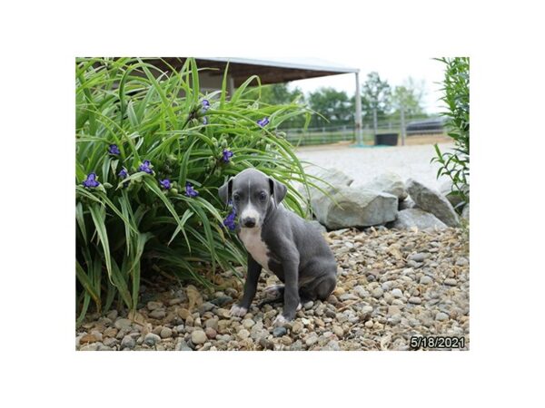 Italian Greyhound- Available 6/17-DOG-Male-Blue-308-PetCenter Old Bridge, New Jersey