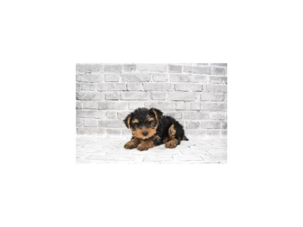 Yorkshire Terrier- Available 6/17-DOG-Female-Black and Tan-309-PetCenter Old Bridge, New Jersey