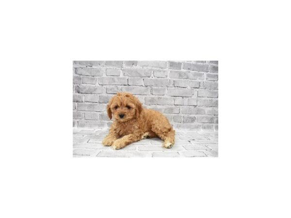 Cavapoo- Available 6/17-DOG-Female-Red-311-PetCenter Old Bridge, New Jersey