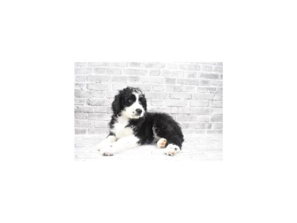 Aussiedoodle- Available 6/17-DOG-Female-Black and White-312-PetCenter Old Bridge, New Jersey