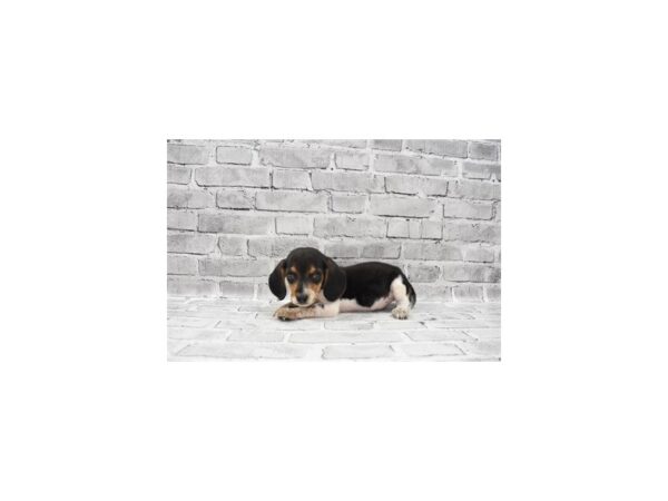 Beagle- Available 6/17-DOG-Male-Black White and Tan-313-PetCenter Old Bridge, New Jersey