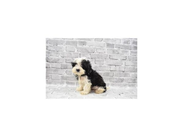 Cavapoo- Available 6/17-DOG-Female-Black and White-314-PetCenter Old Bridge, New Jersey