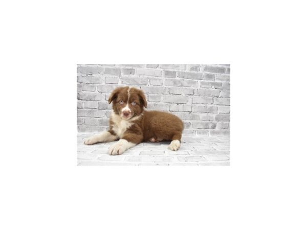 Australian Shepherd- Available 6/17-DOG-Female-Red-316-PetCenter Old Bridge, New Jersey