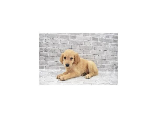 Golden Retriever- Available 6/17-DOG-Female-Light Golden-317-PetCenter Old Bridge, New Jersey