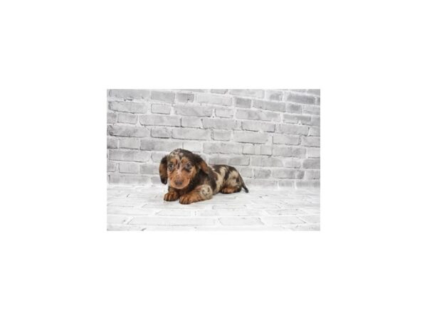 Dachshund- Available 6/17-DOG-Male-Chocolate and Tan-318-PetCenter Old Bridge, New Jersey