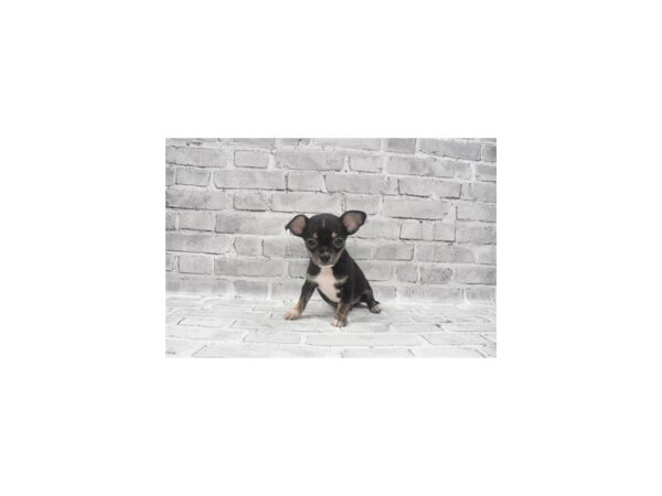 Chihuahua- Available 6/17-DOG-Male-Black and Tan-319-PetCenter Old Bridge, New Jersey