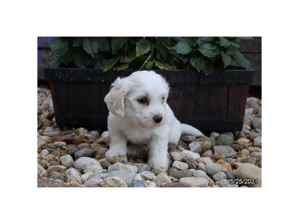Coton De Tulear- Available 6/24-DOG-Male-White-320-PetCenter Old Bridge, New Jersey