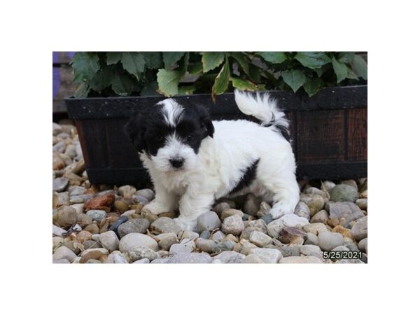 Coton De Tulear- Available 6/24-DOG-Female-Black / White-321-PetCenter Old Bridge, New Jersey