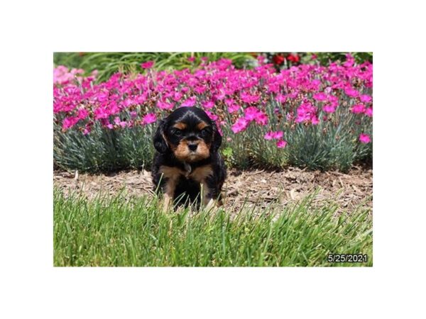 Cavalier King Charles Spaniel- Available 6/24-DOG-Male-Black / Tan-322-PetCenter Old Bridge, New Jersey