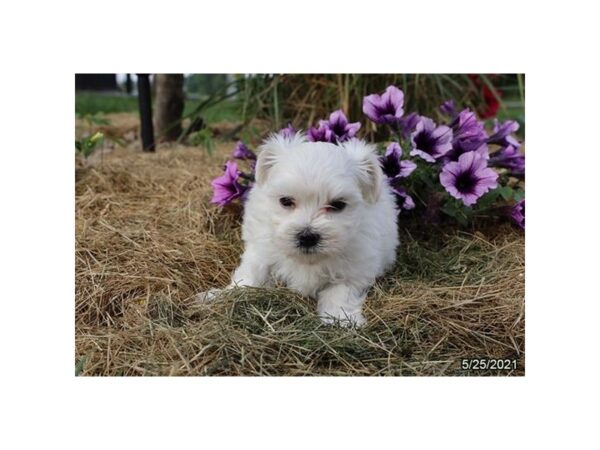 Maltese- Available 6/24-DOG-Male-White-323-PetCenter Old Bridge, New Jersey