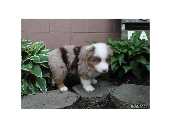 Australian Shepherd- Available 6/24-DOG-Male-Red Merle-324-PetCenter Old Bridge, New Jersey