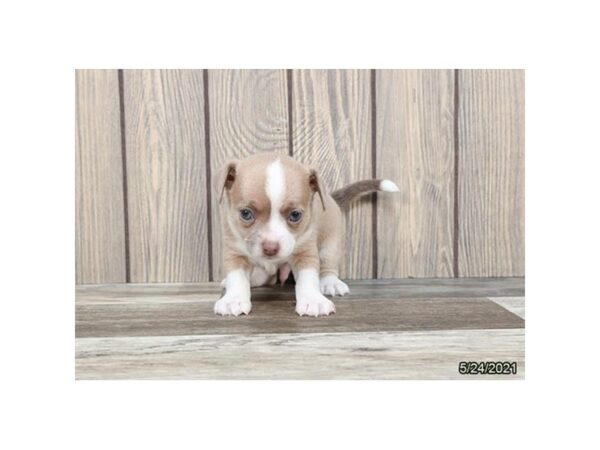 Chihuahua- Available 6/24-DOG-Male-Fawn / White-326-PetCenter Old Bridge, New Jersey