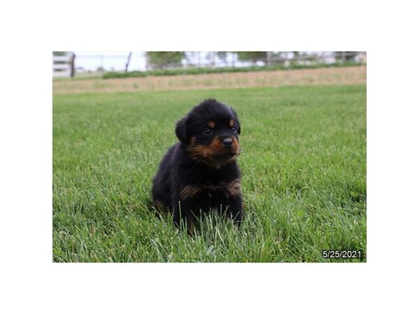 Rottweiler- Available 6/24-DOG-Male-Black / Tan-327-PetCenter Old Bridge, New Jersey