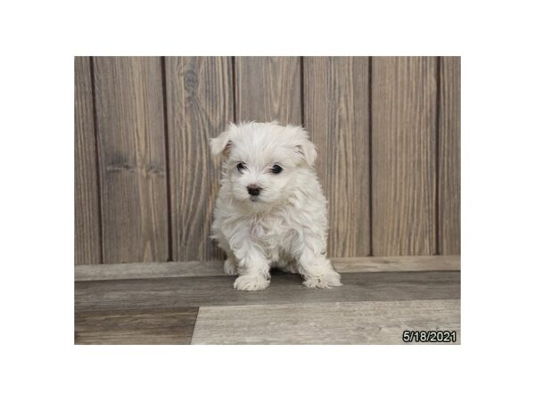 Maltese- Available 6/24-DOG-Female-White-328-PetCenter Old Bridge, New Jersey