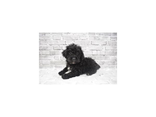 Yorkiepoo- Available 6/24-DOG-Male-Black-329-PetCenter Old Bridge, New Jersey