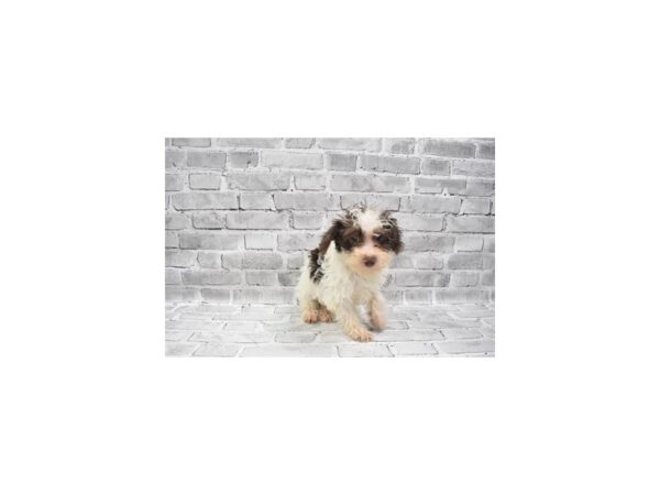 Yorkiepoo- Available 6/24-DOG-Female-Brown and White-330-PetCenter Old Bridge, New Jersey