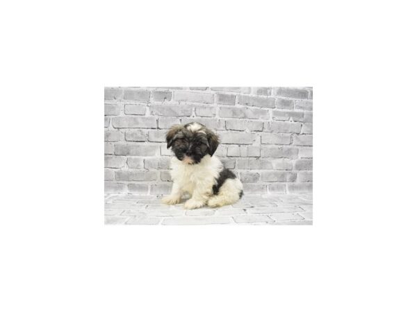Havanese- Available 6/24-DOG-Male-Gold Brindle-331-PetCenter Old Bridge, New Jersey