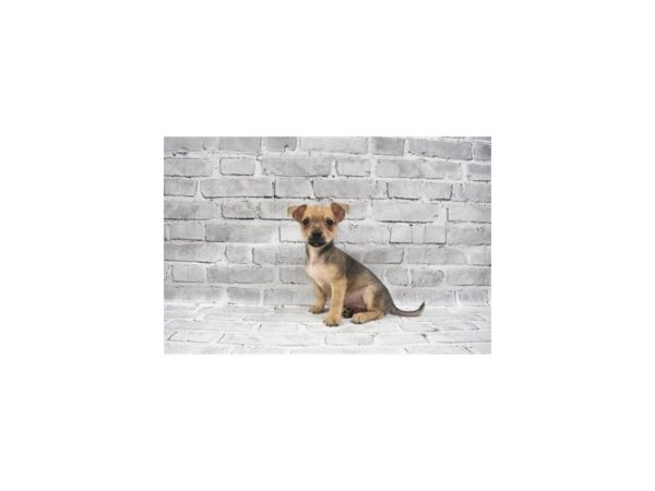 Chorkie- Available 6/24-DOG-Male-Fawn-332-PetCenter Old Bridge, New Jersey