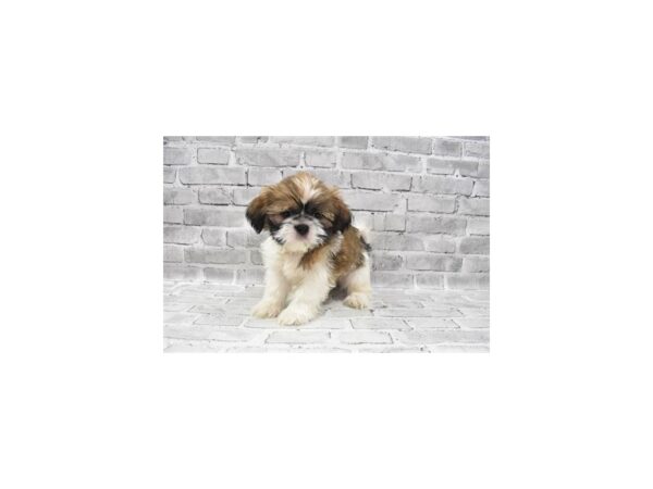 Shih Tzu- Available 6/24-DOG-Male-Gold and White-334-PetCenter Old Bridge, New Jersey