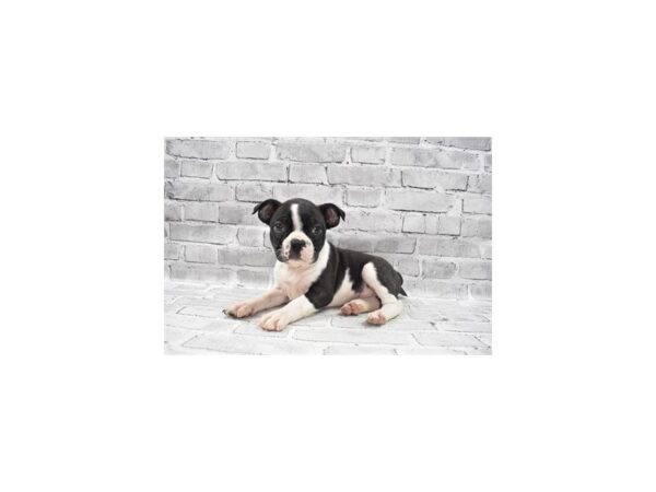 Boston Terrier- Available 6/24-DOG-Female-Brindle and White-336-PetCenter Old Bridge, New Jersey